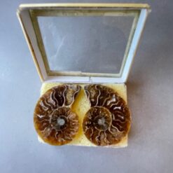 AmmonitesOpenbox