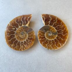 ammonite-pair
