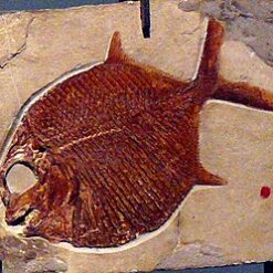 pycnodont teeth (fossil)